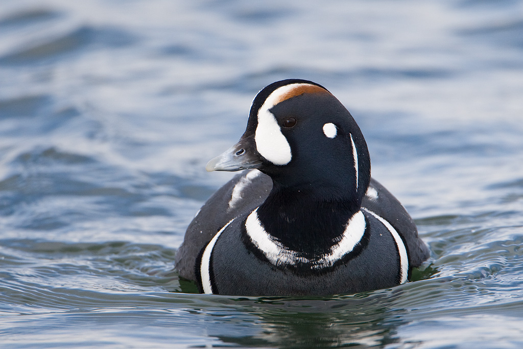Harlequin Duck (Histionicus histrionicus)
